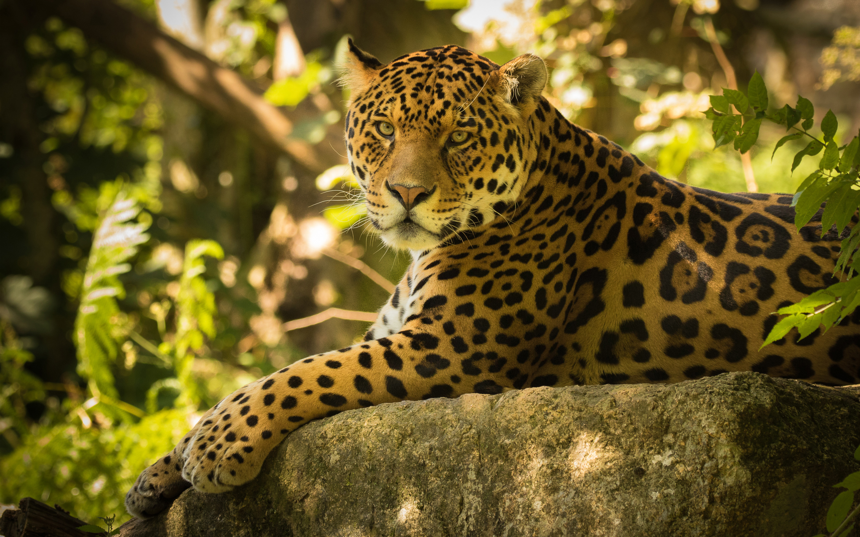 Chincha the Jaguar